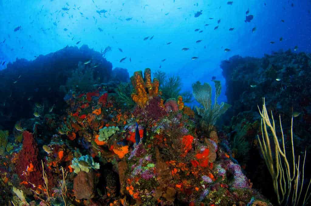 Scuba Diving at Saba - Saba and the Juancho E Yrausquin Airport